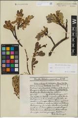 Foto von Salix kitaibeliana Willd.
